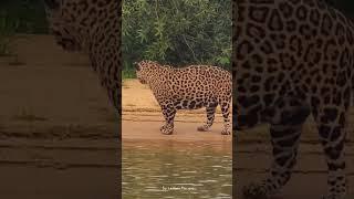 Massive male jaguar drinking water -  Brazilian Pantanal.