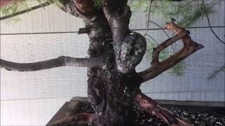 Yamadori Bonsai Canada -  Pine Bonsai - Breaking The Traditional Mold