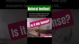 Natural Instinct - 6th Sense - Animal Behaviour #storm #naturalinstincts #viralvideo #shorts
