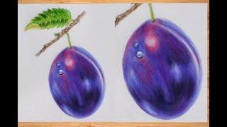 How to Draw a Plum Step by Step | Plum Drawing in Colored Pencil |Fruit Drawing