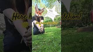 I have something for you #song #music #animalsong #dragon #animalfriends #animalsrule #animall