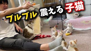 While I was having fun playing, the kitten started shaking.