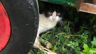 It's heavy rain, the cat covered with scars and unable to walk on its hind legs