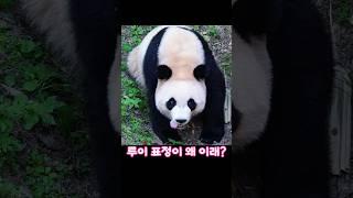 루이 지금 뭐 하니?#루이바오 #후이바오 #아이바오