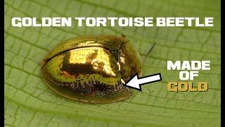 10 Golden Tortoise Beetle Facts - The Real Golden Beetle Brooch - Animal a Day