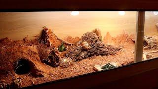 BEARDED DRAGON SETUP AND CARE