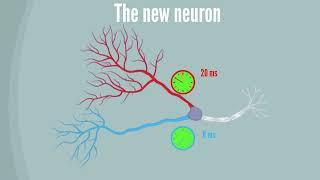 Dendritic Learning as an Alternative to Synaptic Plasticity