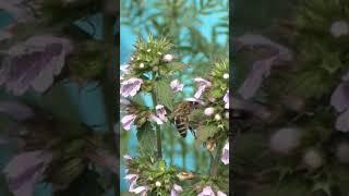 ПУСТЫРНИК #пчелыначинающим #пчелы #motherwort #мёд