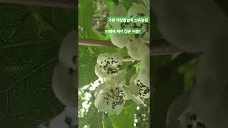 꽃을 보니 이해가   #야생화 #다래 #이장형님네산속농원