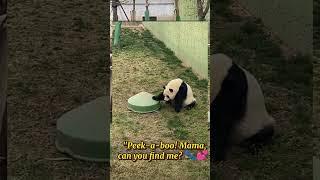 funny panda--"Hiding spots and giggles: the perfect game of panda hide and seek! "