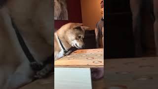 Cute Dog is angry about not catching the sausage