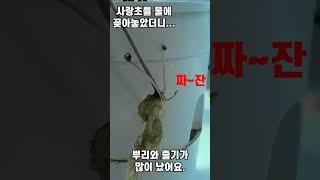 사랑초를 물에 꽂아놓았더니...