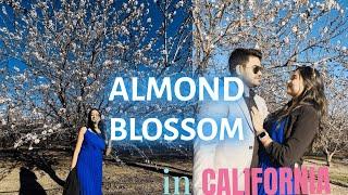 Soaking Up the Beauty of California's Almond Bloom | Almond Blossom Experience | Misti Talks 