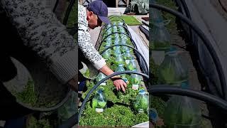 Mulched Chinese cabbage #gardeneralex