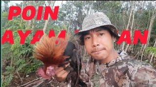 Hunting, Poin Ayam Hutan Jantan