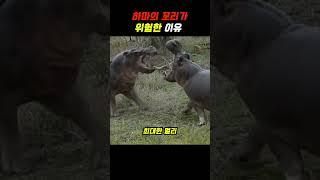하마의 꼬리가 위험한 이유