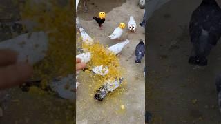 Home Remedies for the Health of Pigeon Babies 🫣️ #pigeon #kabootar #trending #shorts #bird