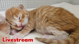 Maine Coon Kittens Livestream!