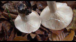 Lactarius pallidus -  Lactario pálido -  Pale Milkcap