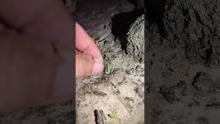 Funny Transformed Frog | Funny Transformers | Funny Frog Laughter | TEP LONGHENG FUNNY FROG #funny