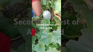 Ash guard plant #garden #shortsvideo #trendingshorts