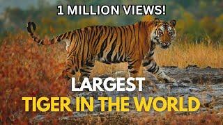 Largest Tiger in the World