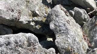 Timber Rattlesnakes & Copperhead at East Rocks in Hawk Mountain Sanctuary