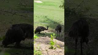 Goliath Emu Tales of the Enormous Australian Bird