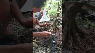 Bonsai Serut Program Akar Calon Jawara