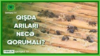 QIŞDA ARILARI NECƏ QORUMALI?