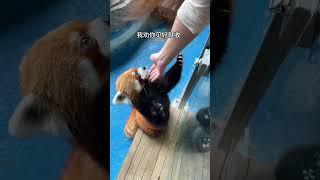 小熊猫：我真不是狗啊 #小熊猫 #萌宠出道计划 #萌化了 #动物 #可爱到爆炸