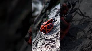 European firebug fighting #ourplanetnow #animal #shortvideo #shortsfeed #shorts #wildlife