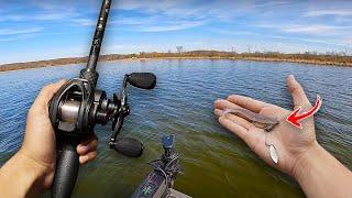 Catching SHALLOW Spring Bass with Swimbaits! (Insane Day)