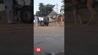 camel mood #shorts #trendingshorts #viral #current #reel #feed #camel #trending 