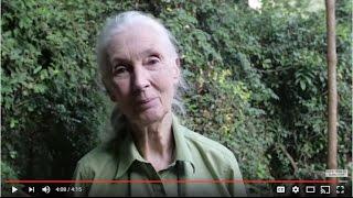 Reflections from Jane Goodall on her 55 years of research with the Chimpanzees of Gombe