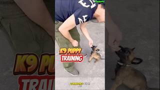 TRAINING PUPPY K9  #dog #germanshepherd #dogtraining #k9 #doglover