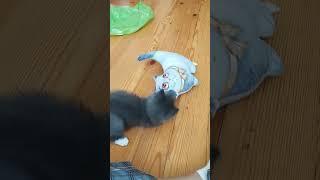 ,"Неравный" бой бой котенка с соперником.