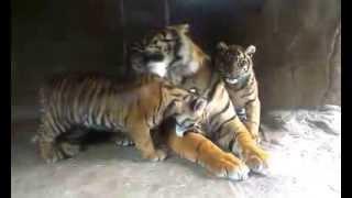 Tiger cubs playing with their father at Burgers' Zoo, Arnhem, The Netherlands