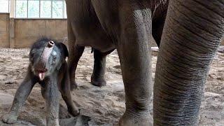 Three-Day Old Baby Elephant Learns To Use New Trunk