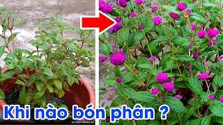 Khi nào cần bón phân cho cây? Riêng một góc vườn