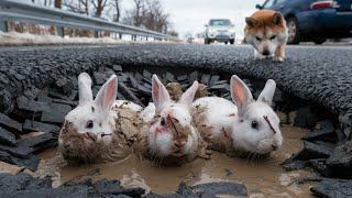 A Shiba Inu dog begged an old man to save rabbits stuck in the mud, showing true compassion