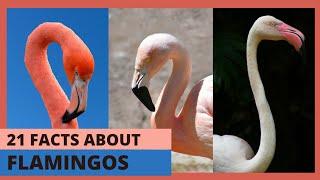 Flamingo Fun: 21 Cool Facts About These Colorful Birds