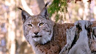 Wild France as you have never seen it - In the heart of French wildlife