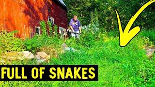 Cutting Overgrown Grass Full of SNAKES