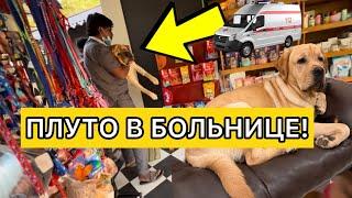 Что случилось на самом деле с Плуто и что же будет дальше? Как теперь жить. Вет больница в Маргао