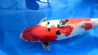 Modern Koi Blog #3547 - Live from Japan: Die Jumbo Koi aus Imada