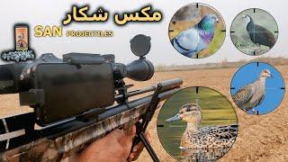 Hunting Mix Birds || Ducks, Water Hens, Turtle Doves & Rock Pigeons || San projectiles 24.20 Gran