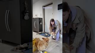 ПЕРВАЯ ВСТРЕЧА  #корги #корж #corgi #shortsvideo #собаки #милота #животные #коргимисси #shorts