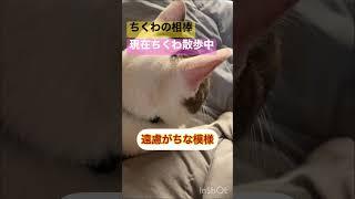 ちくわの相棒塩むすびちくわ散歩中だからゆっくり出来る️ #猫 #犬猫好きさんと繋がりたい #犬猫仲良し #dogcatlover #japanese #ねこ