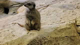 Meet the Meerkats #nature @SITHEEQUE #meerkat #meerkats #mangoose #africa #trending